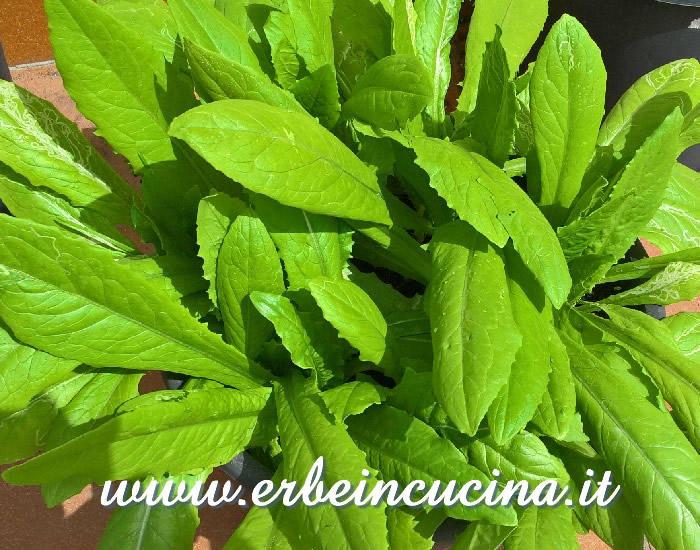 Celtuce pronta da raccogliere / Celtuce, ready to be harvested