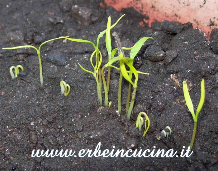 Piantine neonate di cerfoglio / Chervil newborn plants