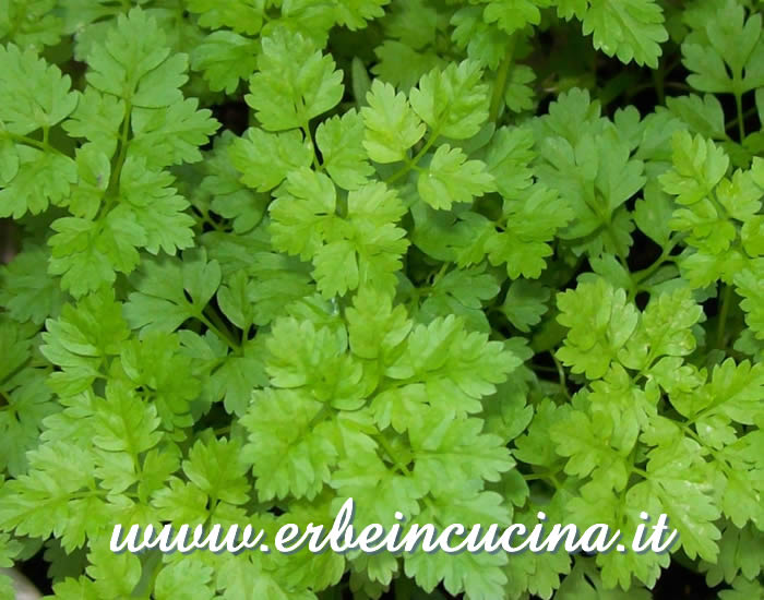 Cerfoglio pronto da raccogliere / Chervil, ready to be harvested