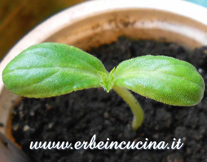 Cetriolino bianco, prima foglia vera / White Gherkin, first true leaf