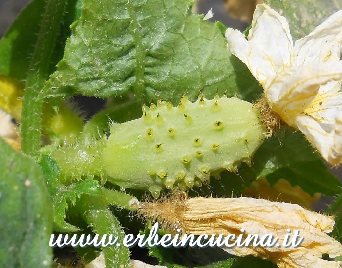 Piccolo cetriolino bianco / Small White Gherkin