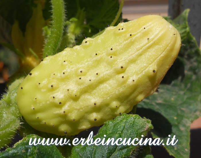 Cetriolino bianco pronto da raccogliere / White Gherkin, ready to be harvested