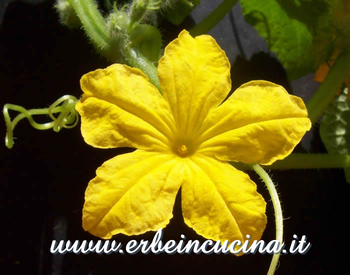 Fiore di cetriolino / Gherkin Flower