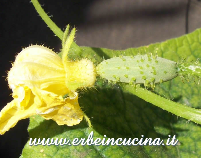 Piccolo cetriolino / Small Gherkin