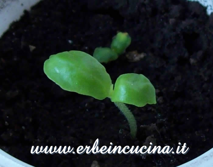Cetriolino indiano, piantine neonate / West India Gherkin, newborn plants