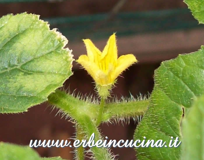 Fiore di cetriolino indiano / West India Gherkin flower