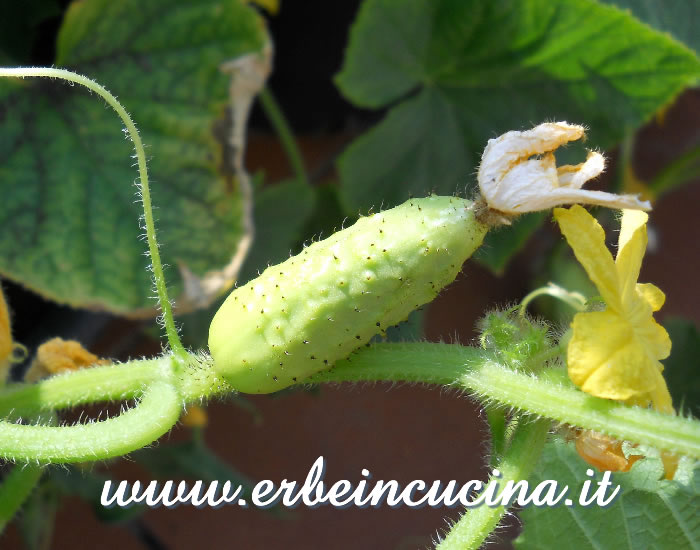 Fiore e piccolo cetriolino Salt and Pepper / Flower and small Salt and Pepper cucumber