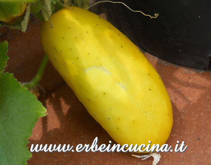 Cetriolino Salt and Pepper, pronto da raccogliere / Salt and Pepper cucumber, ready to be harvested