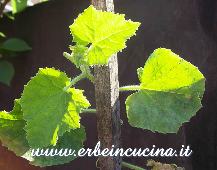 Cetriolo armeno trapiantato / Transplanted Armenian Cucumber plant