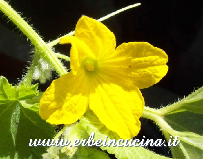 Fiore di cetriolo armeno / Armenian Cucumber Flower