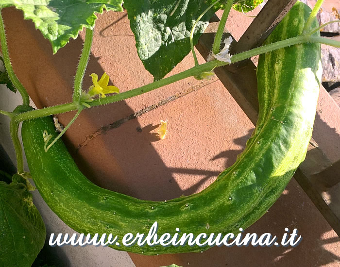 Cetriolo Chinese Slangen pronto da raccogliere / Chinese Slangen Cucumber, ready to be harvested