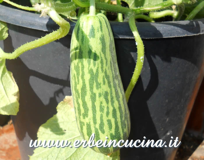 Cetriolo Ky pronto da raccogliere / Ky Pickles, ready to be harvested