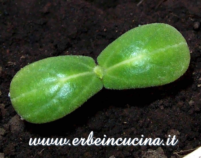 Cetriolo Lemon appena nato / Newborn Lemon Cucumber plant