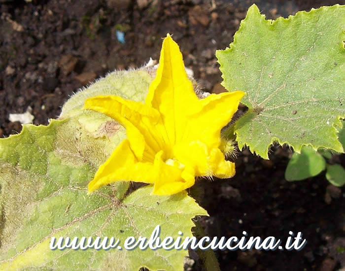 Fiore di Cetriolo Lemon / Lemon Cucumber Flower