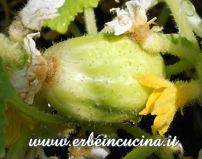 Piccolo Cetriolo Lemon / Small Lemon Cucumber