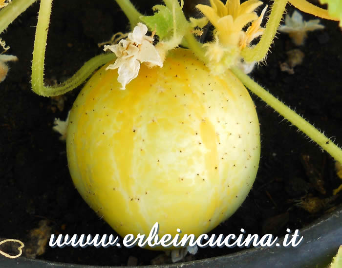 Cetriolo Lemon in maturazione / Ripening Lemon Cucumber