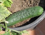 Marketmore cucumber