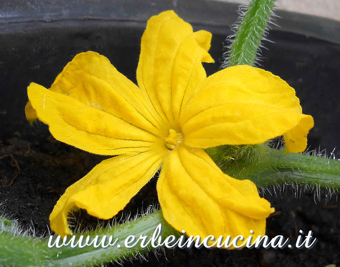 Fiore di cetriolo Marketmore / Marketmore cucumber flower
