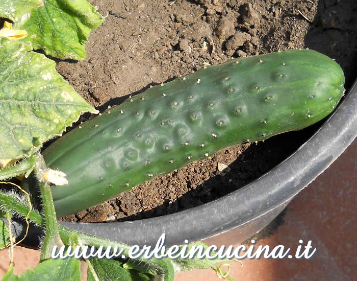Cetriolo Marketmore coltivato in contenitore / Marketmore cucumber in a pot