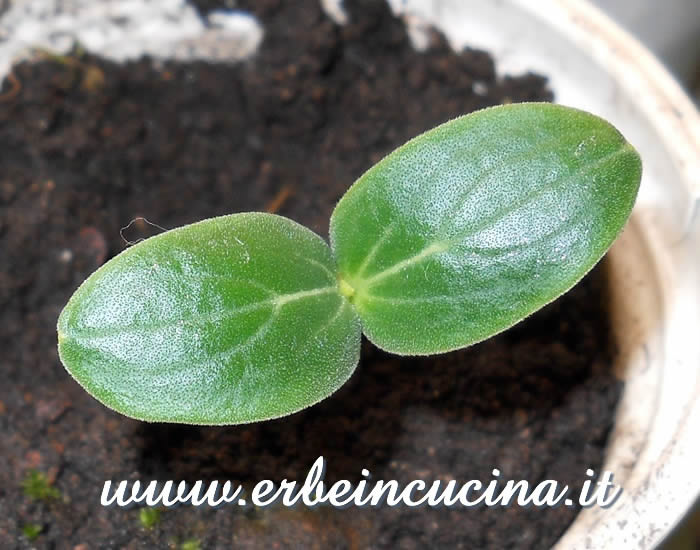 Pianta di cetriolo Spacemaster appena nata / Newborn Spacemaster Cucumber plant