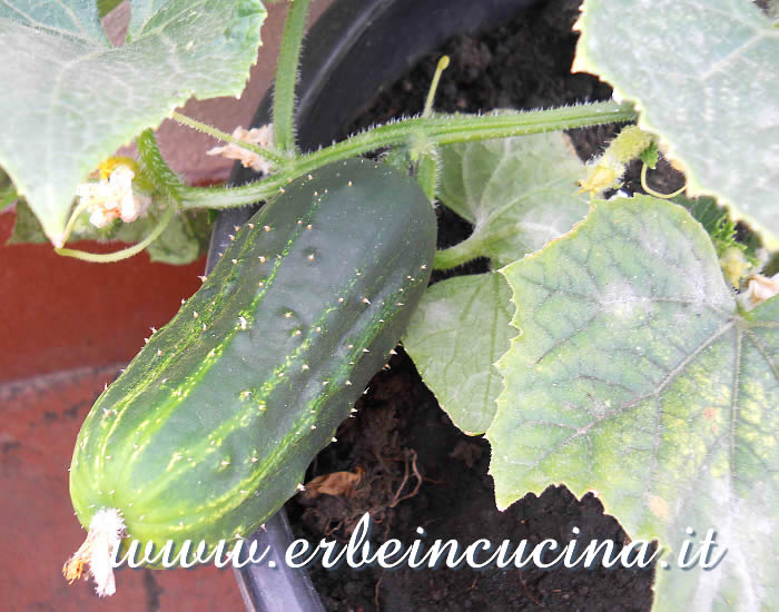 Cetriolo Spacemaster coltivato in contenitore / Spacemaster Cucumber pod