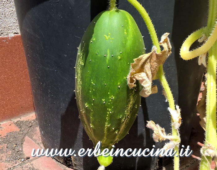 Cetriolo Straight Eight, pronto da raccogliere / Straight Eight cucumber, ready to be harvested