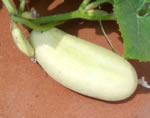 White Wonder cucumber