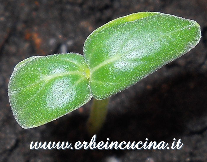 Cetriolo White Wonder appena nato / Newborn White Wonder Cucumber