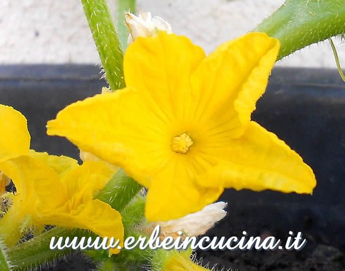 Fiore di cetriolo White Wonder / White Wonder Cucumber Flower