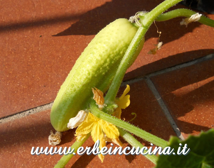 Piccolo cetriolo White Wonder / Small White Wonder Cucumber