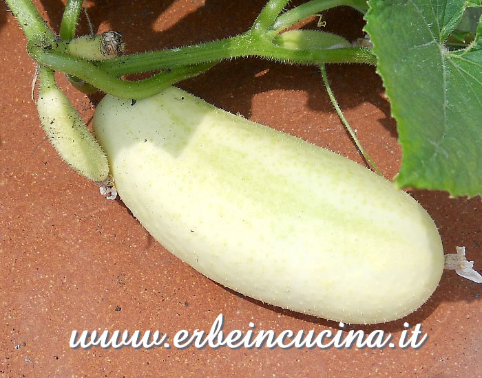 Cetriolo White Wonder, pronto da raccogliere / White Wonder cucumber, ready to be harvested