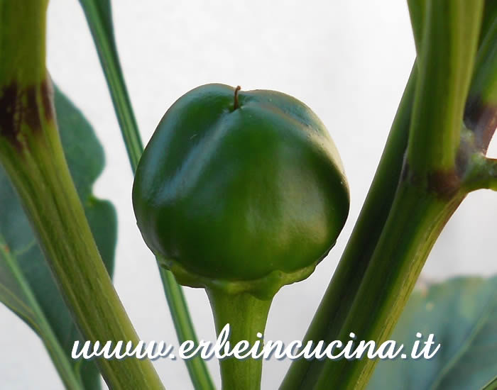 Peperone Cheese non ancora maturo / Unripe Cheese bell pepper