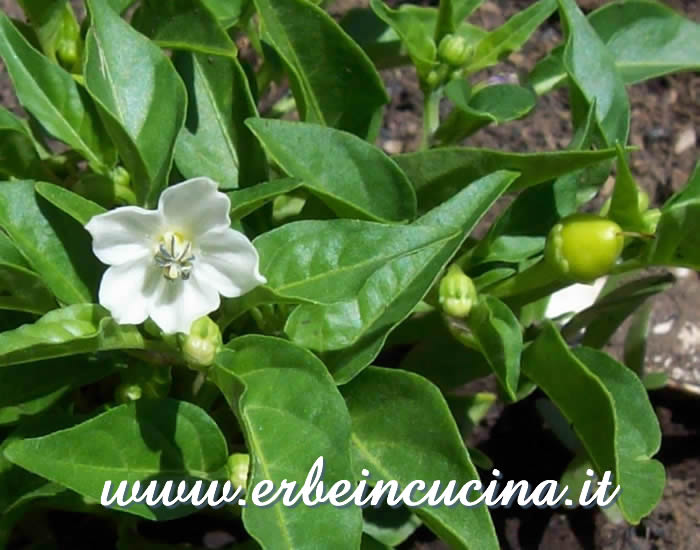 Fiore e piccolo peperoncino di Cherry Pepper / Cherry chili pepper flower and small pod