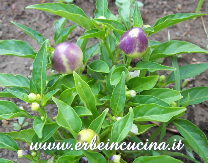 Peperoncini Cherry Pepper non ancora maturi / Unripe Cherry chili pepper pods