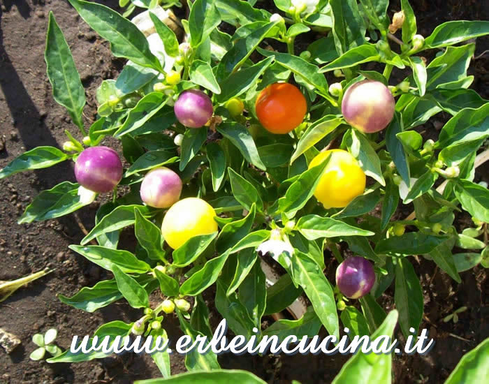 Peperoncini Cherry Pepper a vari stadi di maturazione / Ripe and unripe Cherry chili pepper pods