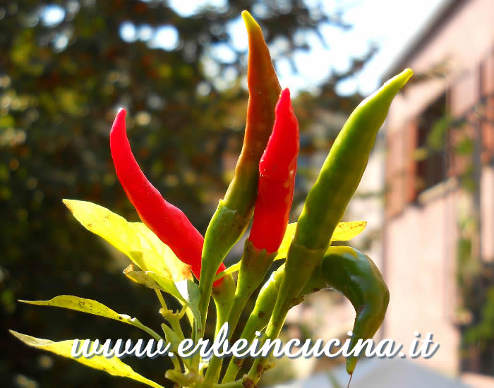 Peperoncini Chi Chien a vari stadi di maturazione / Ripe and unripe Chi Chien chili pods