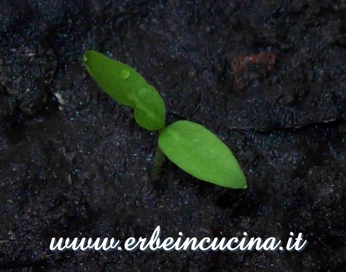 Peperoncino Chilhuacle Negro appena nato / Newborn Chilhuacle Negro chili pepper plant