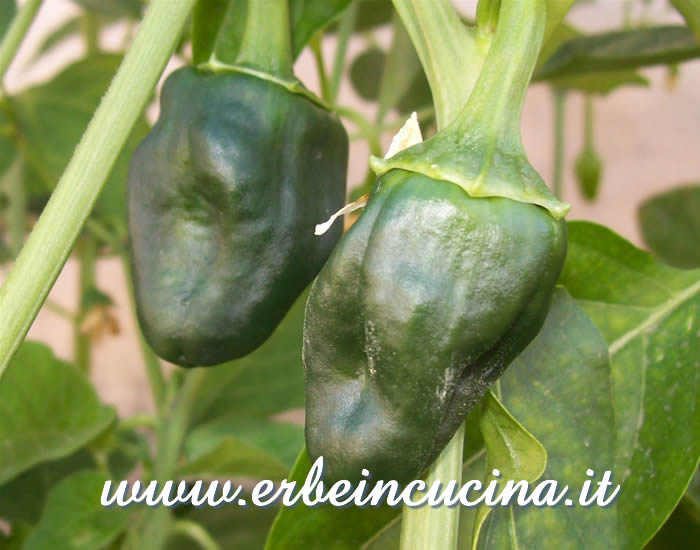 Peperoncini Chilhuacle Negro non ancora maturi / Unripe Chilhuacle Negro chili pods