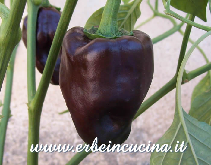 Peperoncino Chilhuacle Negro maturo / Ripe Chilhuacle Negro chili pod