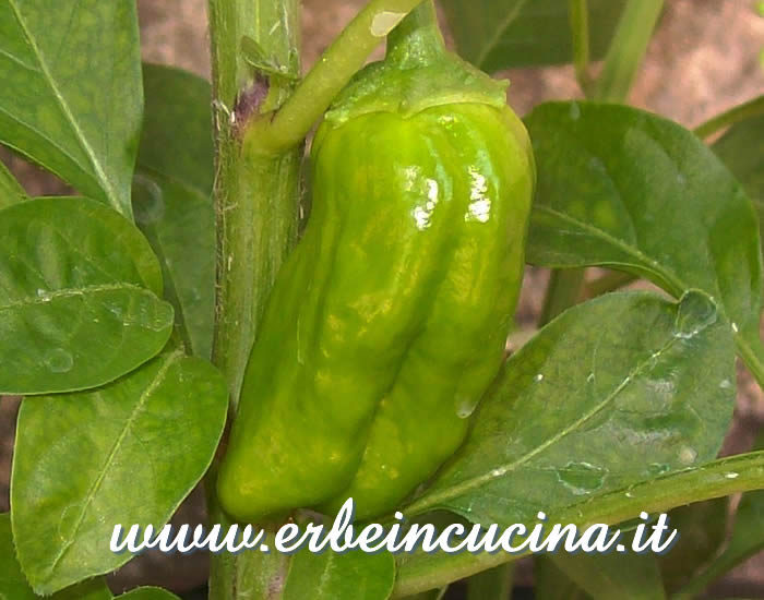 Peperoncino Chilhuacle Rojo non ancora maturo / Unripe Chilhuacle Rojo chili pod