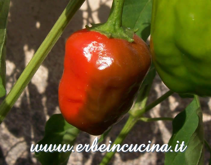 Peperoncino Chilhuacle Rojo maturo / Ripe Chilhuacle Rojo chili pod