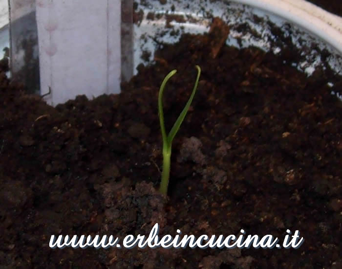 Peperoncino Chili de Onza appena nato / Newborn Chili de Onza chili pepper plant