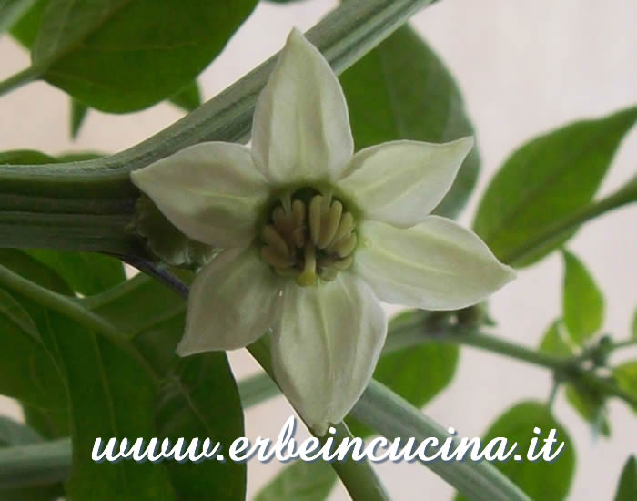 Fiore di peperoncino Chili de Onza / Chili de Onza flower