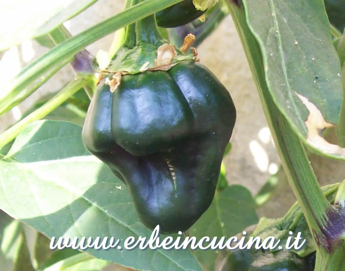 Peperoncino Chili de Onza non ancora maturo / Unripe Chili de Onza pepper pod