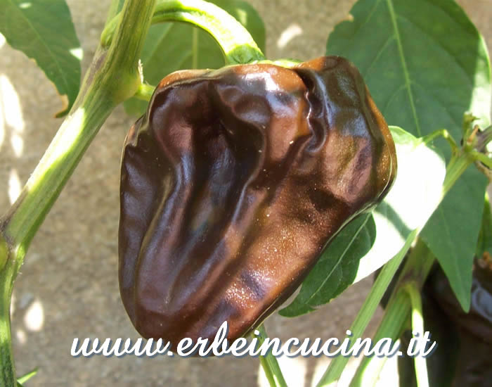 Peperoncino Chili de Onza maturo / Ripe Chili de Onza pepper pod