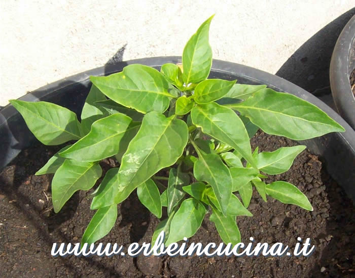 Giovane pianta di peperoncino Chintexle / Chintexle chili pepper, young plant