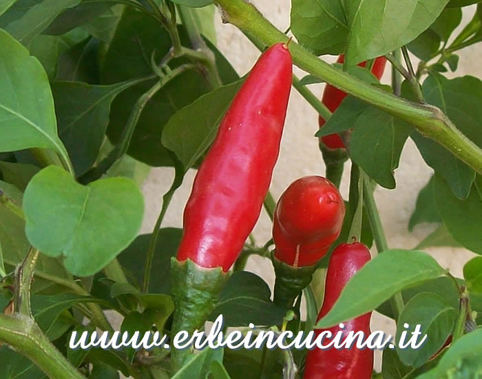 Peperoncini Chintexle maturi / Ripe Chintexle chili pods