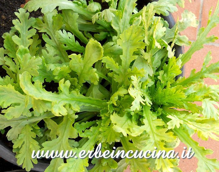 Chop-suey pronto da raccogliere / Chop-suey greens, ready to be harvested