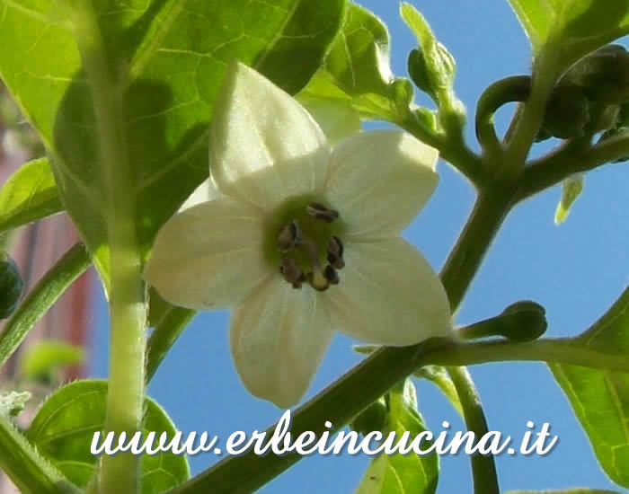 Fiore di peperoncino Chupetinha / Chupetinha chili pepper flower