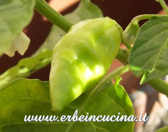 Peperoncino Chupetinha non ancora maturo / Unripe Chupetinha chili pepper pod